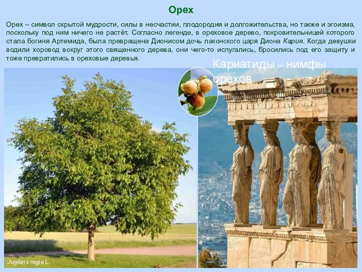 Орех Кариатиды – нимфы орехов Juglans regia L. Орех – символ скрытой