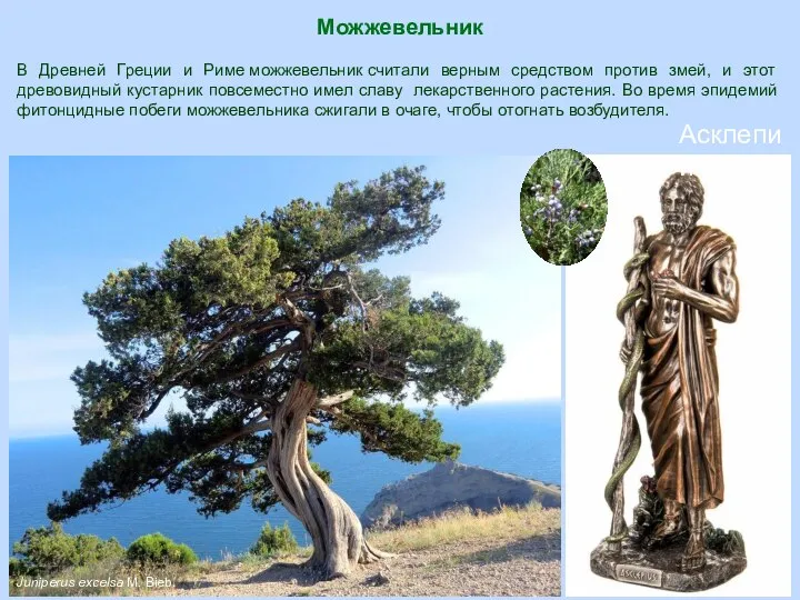 Можжевельник Асклепий Juniperus excelsa M. Bieb. В Древней Греции и Риме можжевельник