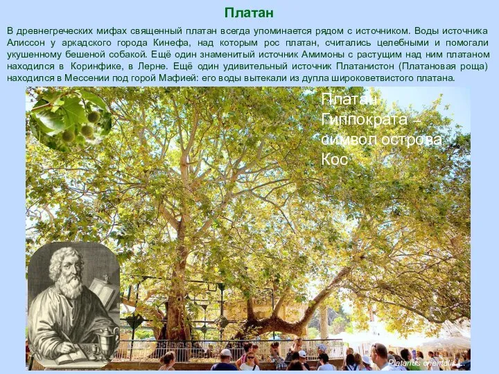 Платан Platanus orientalis L. В древнегреческих мифах священный платан всегда упоминается рядом