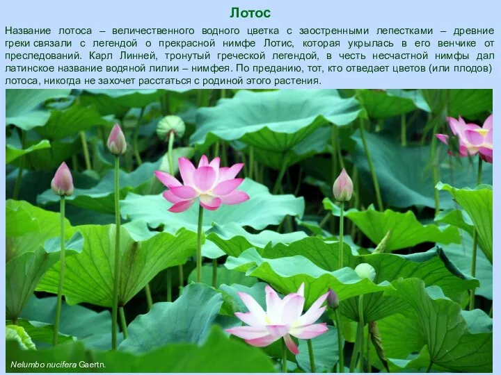 Лотос Nelumbo nucifera Gaertn. Название лотоса – величественного водного цветка с заостренными