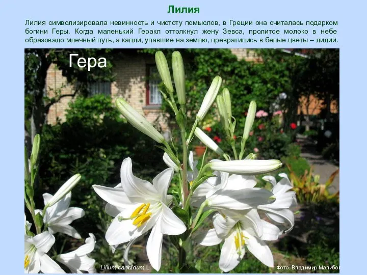 Лилия Гера Lilium candidum L. Фото: Владимир Малибог Лилия символизировала невинность и