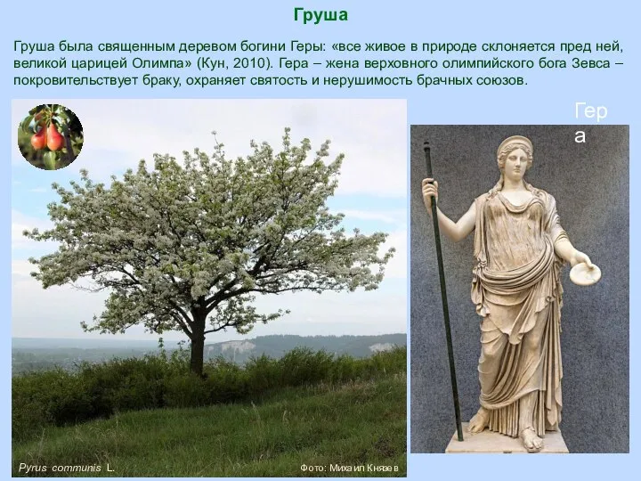 Pyrus communis L. Фото: Михаил Князев Груша Груша была священным деревом богини
