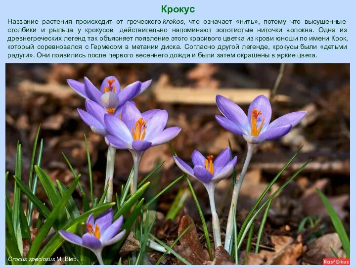 Крокус Crocus speciosus M. Bieb. Название растения происходит от греческого krokos, что