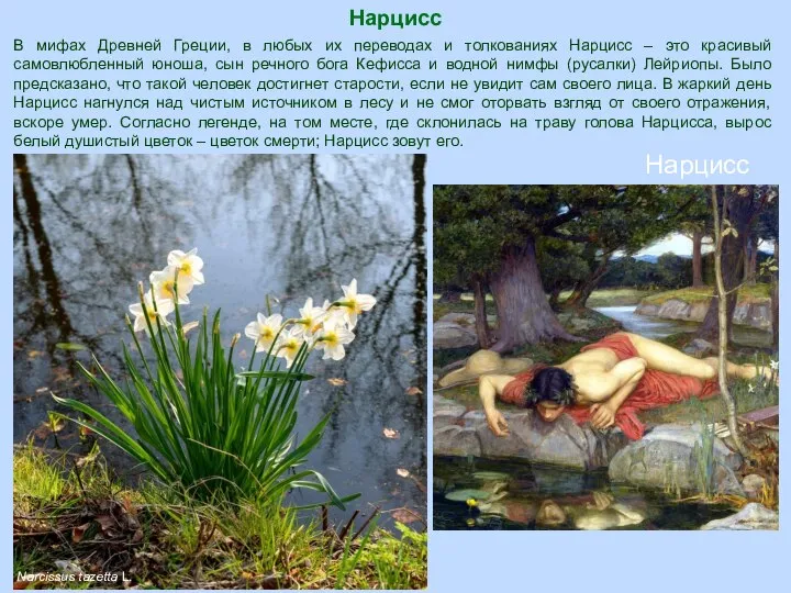 Нарцисс Narcissus tazetta L. В мифах Древней Греции, в любых их переводах