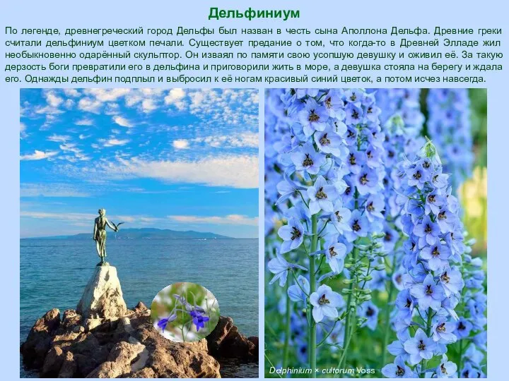 Дельфиниум Delphinium × cultorum Voss По легенде, древнегреческий город Дельфы был назван