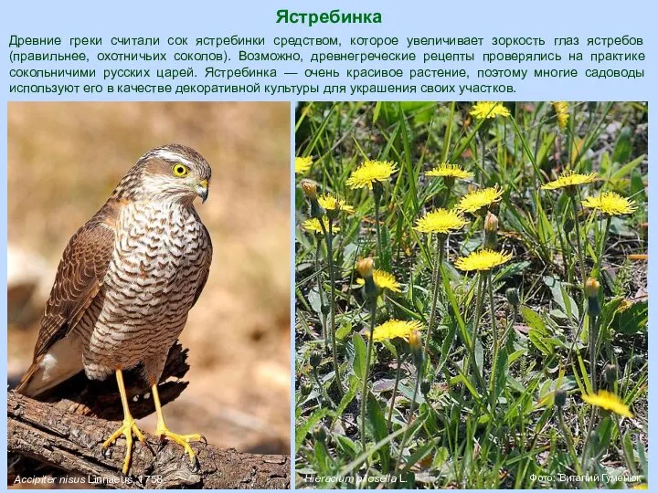 Ястребинка Фото: Виталий Гуменюк Accipiter nisus Linnaeus, 1758 Древние греки считали сок