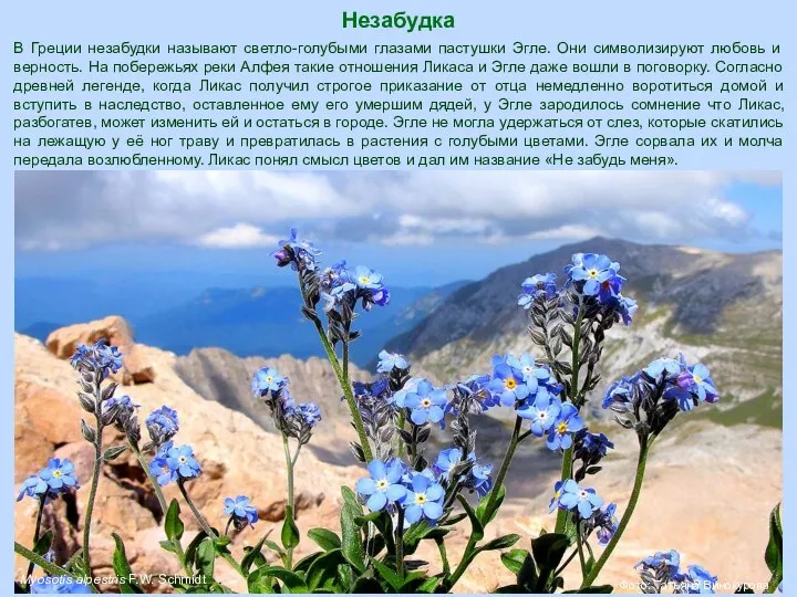 Незабудка Myosotis alpestris F.W. Schmidt Фото: Татьяна Винокурова В Греции незабудки называют