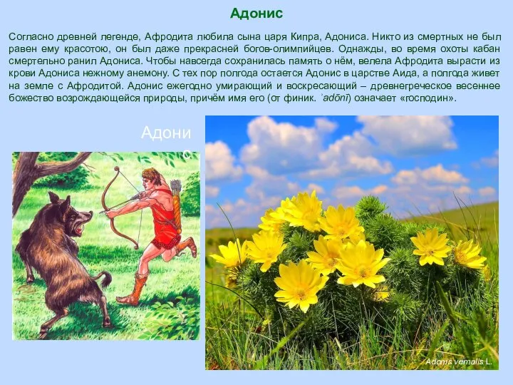 Адонис Adonis vernalis L. Адонис Согласно древней легенде, Афродита любила сына царя