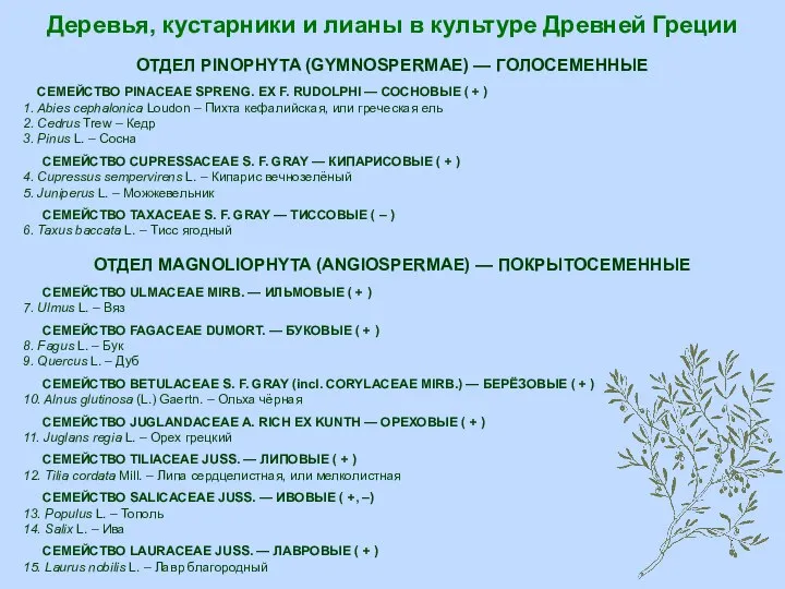 Деревья, кустарники и лианы в культуре Древней Греции ОТДЕЛ PINOPHYTA (GYMNOSPERMAE) —