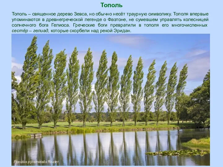 Тополь Populus pyramidalis Rozier Тополь – священное дерево Зевса, но обычно несёт