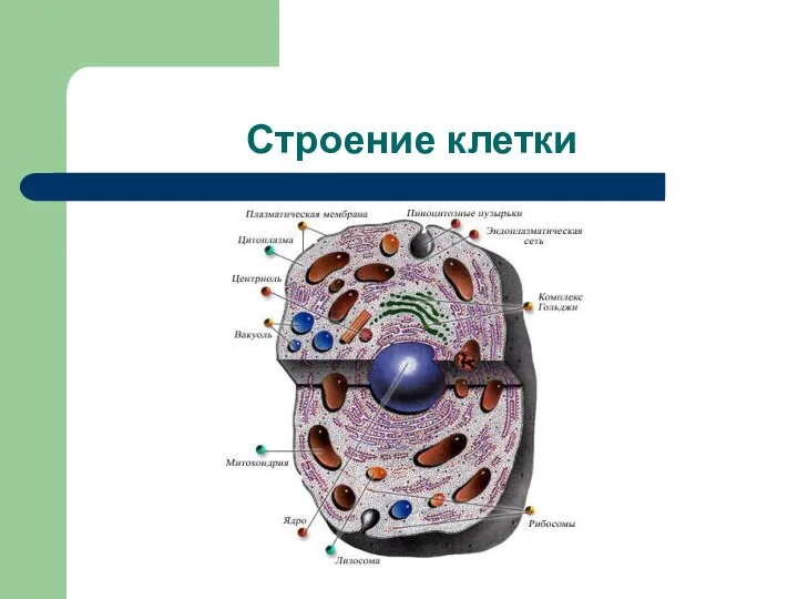 Строение клетки