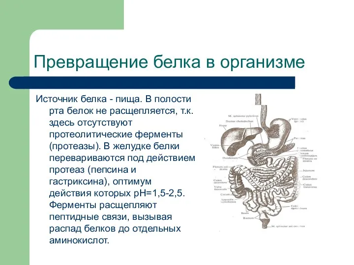 Превращение белка в организме Источник белка - пища. В полости рта белок