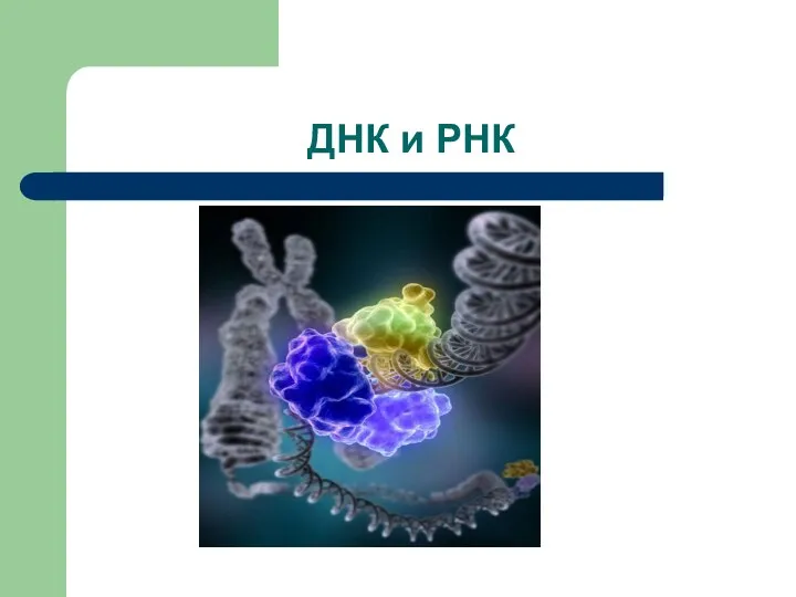 ДНК и РНК