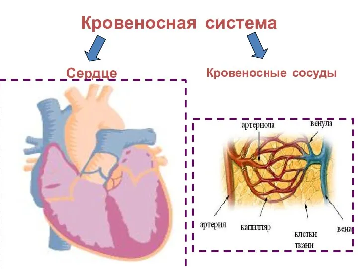 Кровеносная система Сердце Кровеносные сосуды