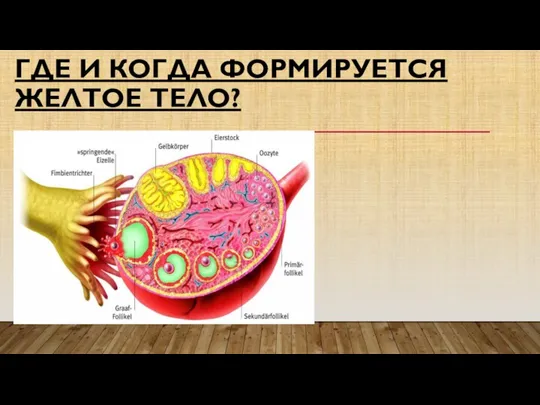 ГДЕ И КОГДА ФОРМИРУЕТСЯ ЖЕЛТОЕ ТЕЛО?