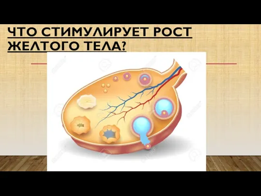 ЧТО СТИМУЛИРУЕТ РОСТ ЖЕЛТОГО ТЕЛА?