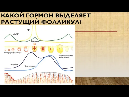 КАКОЙ ГОРМОН ВЫДЕЛЯЕТ РАСТУЩИЙ ФОЛЛИКУЛ?