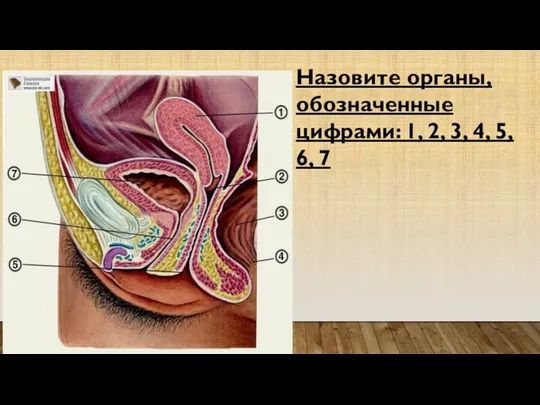 Назовите органы, обозначенные цифрами: 1, 2, 3, 4, 5, 6, 7