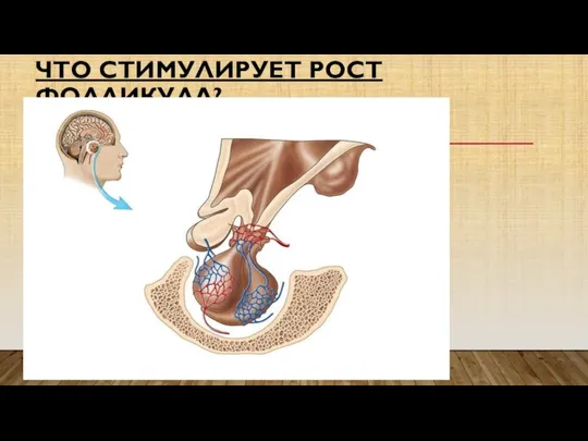 ЧТО СТИМУЛИРУЕТ РОСТ ФОЛЛИКУЛА?