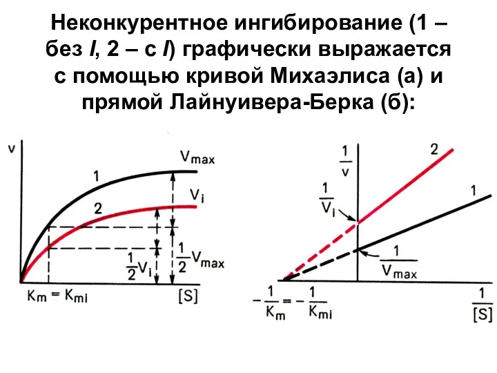 Неконкурентное ингибирование (1 – без I, 2 – с I) графически выражается