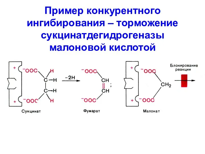 Пример конкурентного ингибирования – торможение сукцинатдегидрогеназы малоновой кислотой