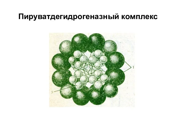 Пируватдегидрогеназный комплекс