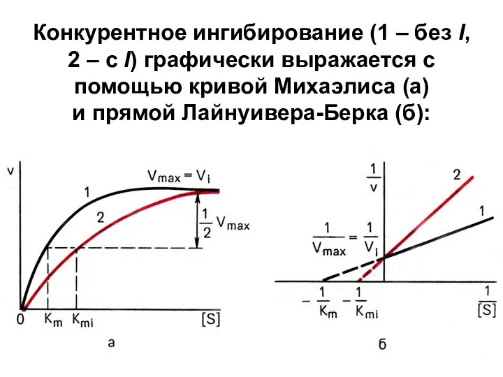 Конкурентное ингибирование (1 – без I, 2 – с I) графически выражается