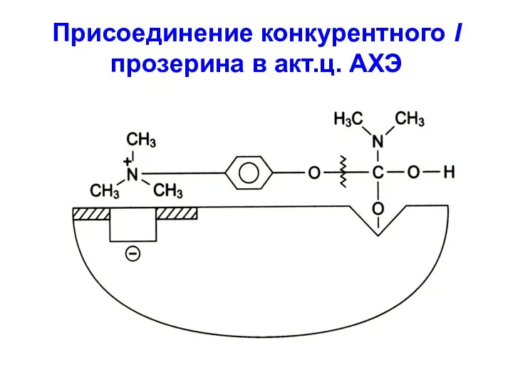 Присоединение конкурентного I прозерина в акт.ц. АХЭ