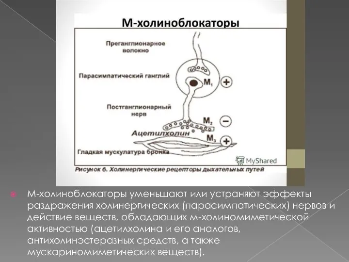 М-холиноблокаторы уменьшают или устраняют эффекты раздражения холинергических (парасимпатических) нервов и действие веществ,