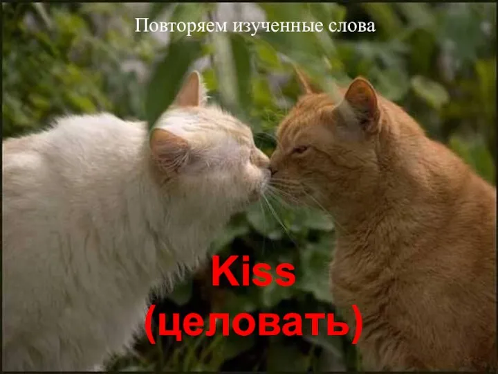 Kiss (целовать) Повторяем изученные слова