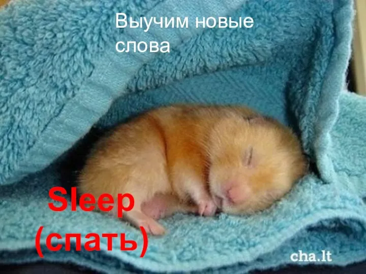 Sleep (спать) Выучим новые слова