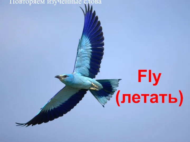 Fly (летать) Повторяем изученные слова
