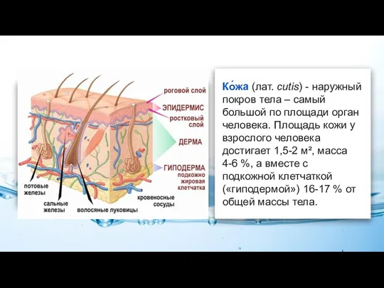 Ко́жа (лат. cutis) - наружный покров тела – самый большой по площади