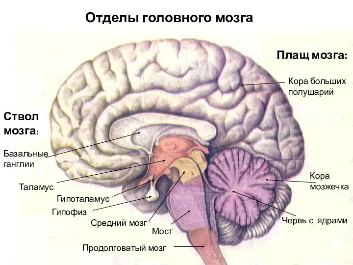 Отделы головного мозга Ствол мозга: Таламус Плащ мозга: Кора больших полушарий Кора