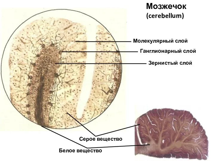 Мозжечок (cerebellum) Серое вещество Белое вещество Молекулярный слой Ганглионарный слой Зернистый слой