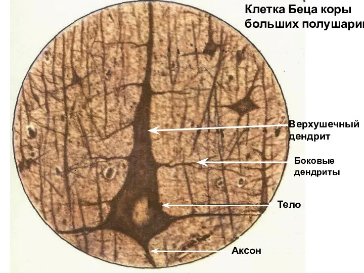 Аксон Верхушечный дендрит Тело Клетка Беца коры больших полушарий Боковые дендриты
