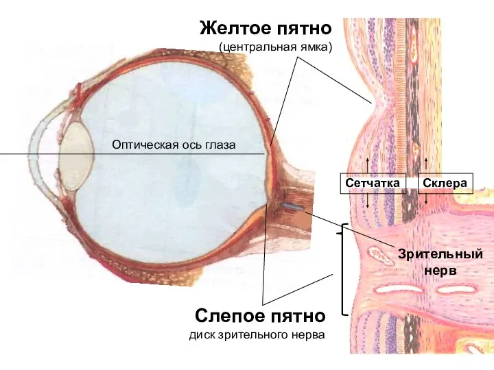Зрительный нерв Слепое пятно диск зрительного нерва Желтое пятно (центральная ямка) Оптическая ось глаза Склера Сетчатка