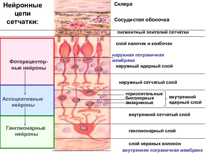Нейронные цепи сетчатки: Склера Сосудистая оболочка пигментный эпителий сетчатки слой палочек и