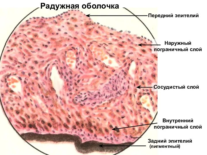 Радужная оболочка Передний эпителий Наружный пограничный слой Сосудистый слой Внутренний пограничный слой Задний эпителий (пигментный)