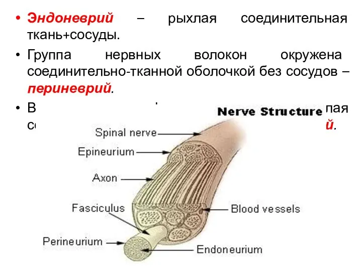 Эндоневрий – рыхлая соединительная ткань+сосуды. Группа нервных волокон окружена соединительно-тканной оболочкой без