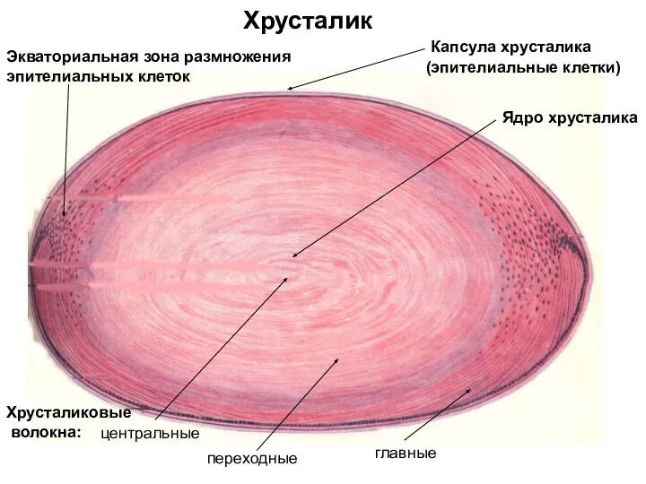 Хрусталик Капсула хрусталика (эпителиальные клетки) Ядро хрусталика Экваториальная зона размножения эпителиальных клеток