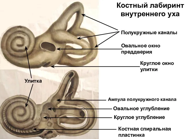 Костный лабиринт внутреннего уха Круглое углубление Овальное углубление Полукружные каналы Костная спиральная