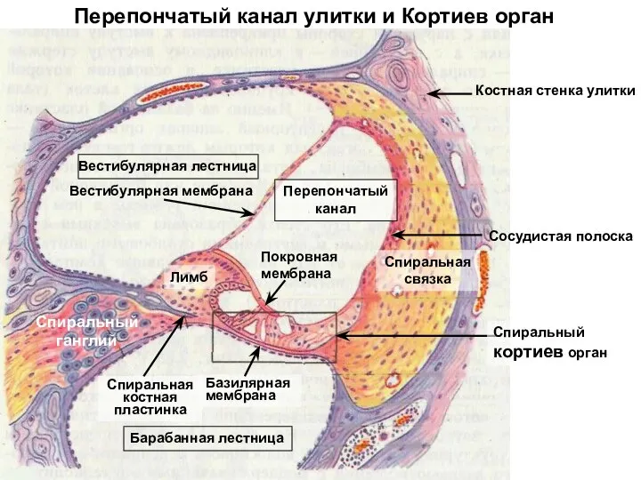 Перепончатый канал улитки и Кортиев орган Лимб Базилярная мембрана Спиральная костная пластинка