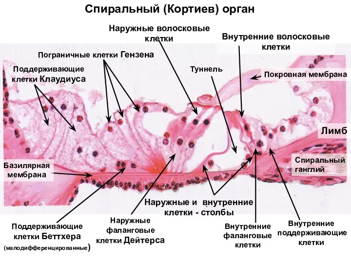 Спиральный (Кортиев) орган Наружные волосковые клетки Туннель Внутренние поддерживающие клетки Внутренние волосковые
