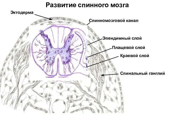 Эктодерма Эпендимный слой Плащевой слой Краевой слой Спинальный ганглий Спинномозговой канал Развитие спинного мозга