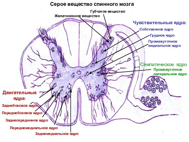 Серое вещество спинного мозга Губчатое вещество Желатинозное вещество Собственное ядро Грудное ядро