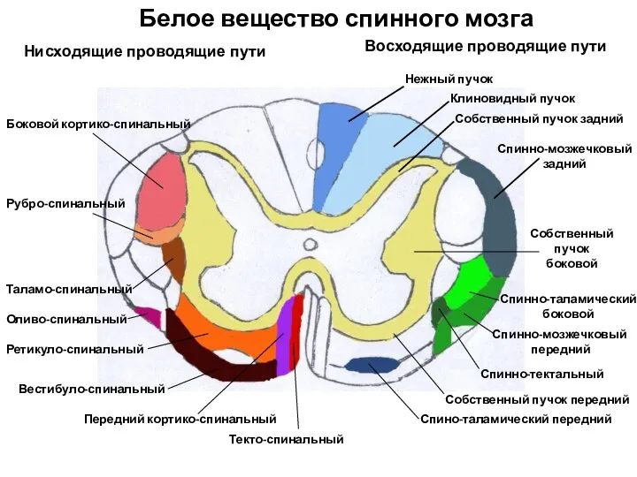 Белое вещество спинного мозга Нежный пучок Клиновидный пучок Собственный пучок задний Спинно-мозжечковый