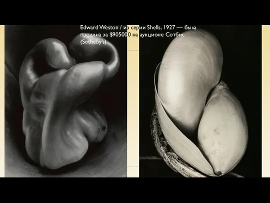 Edward Weston / из серии Shells, 1927 — была продана за $905000 на аукционе Сотбис (Sotheby’s)