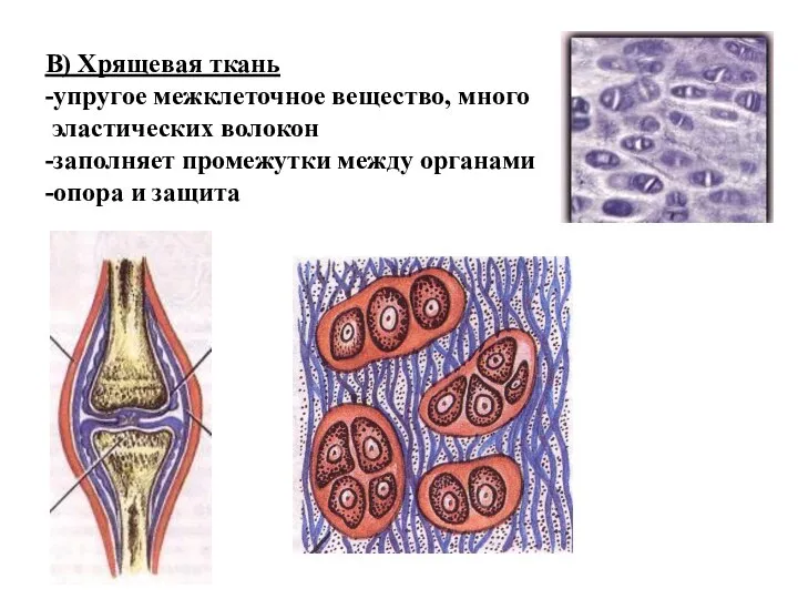 В) Хрящевая ткань -упругое межклеточное вещество, много эластических волокон -заполняет промежутки между органами -опора и защита