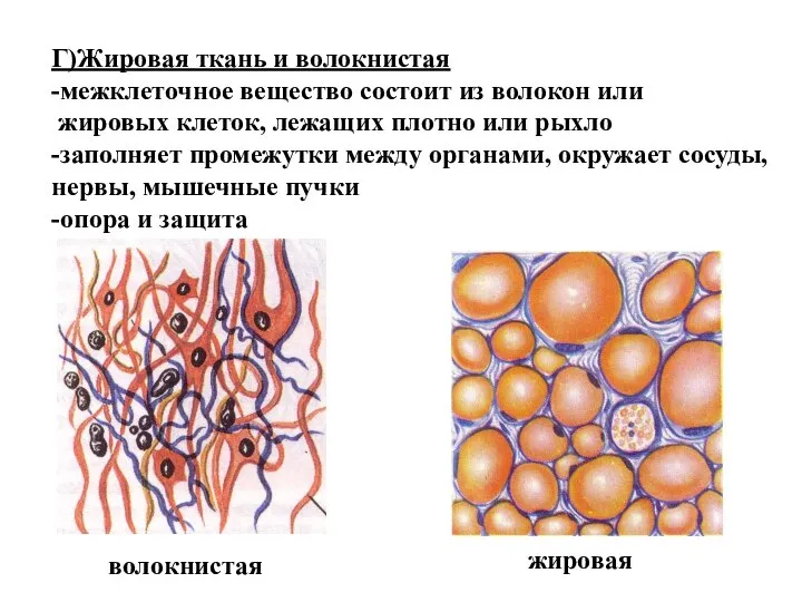 Г)Жировая ткань и волокнистая -межклеточное вещество состоит из волокон или жировых клеток,